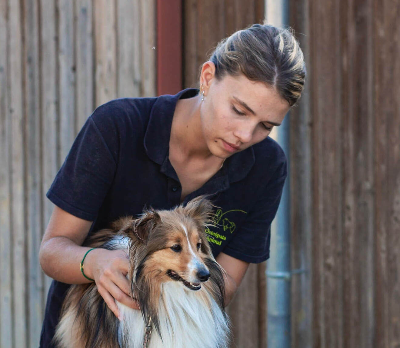 Ostéopathie animale – cheval, chien, chat