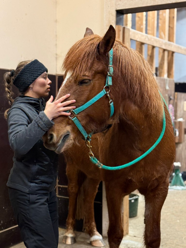 Consultation ostéopathie cheval alezan