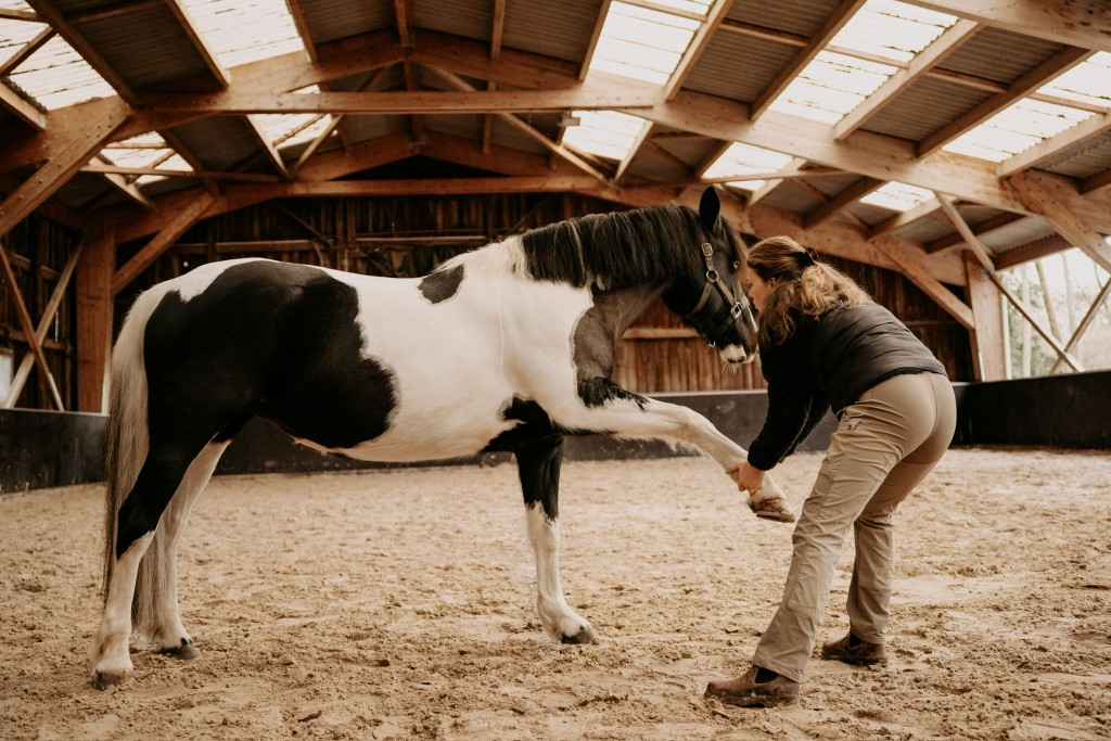 Manipulation ostéopathique cheval pie en manège