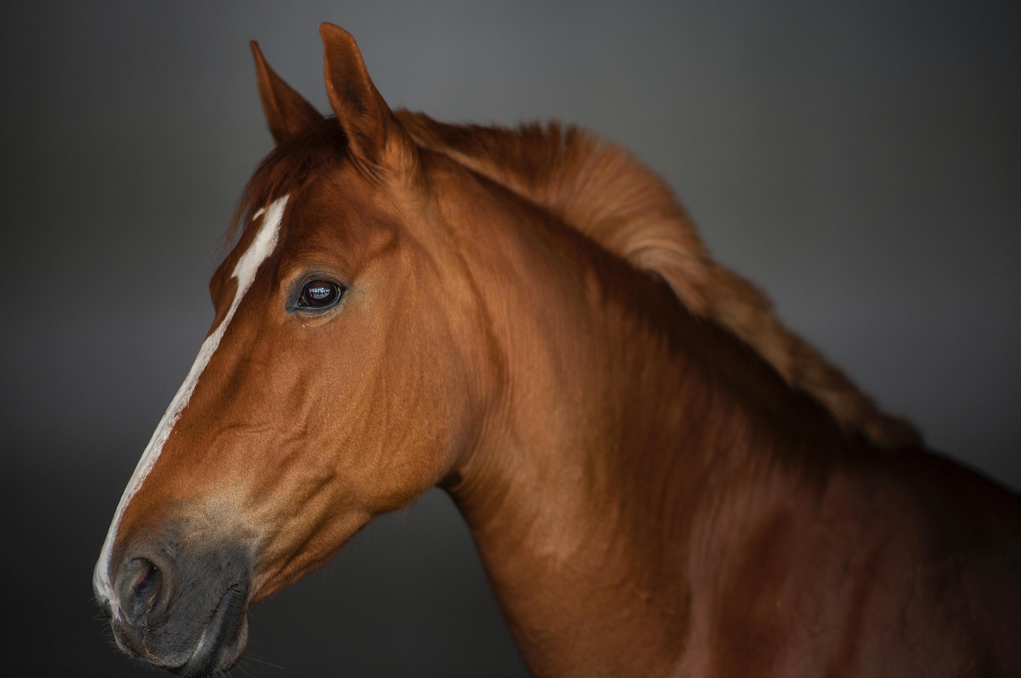 Consultation ostéopathie équine