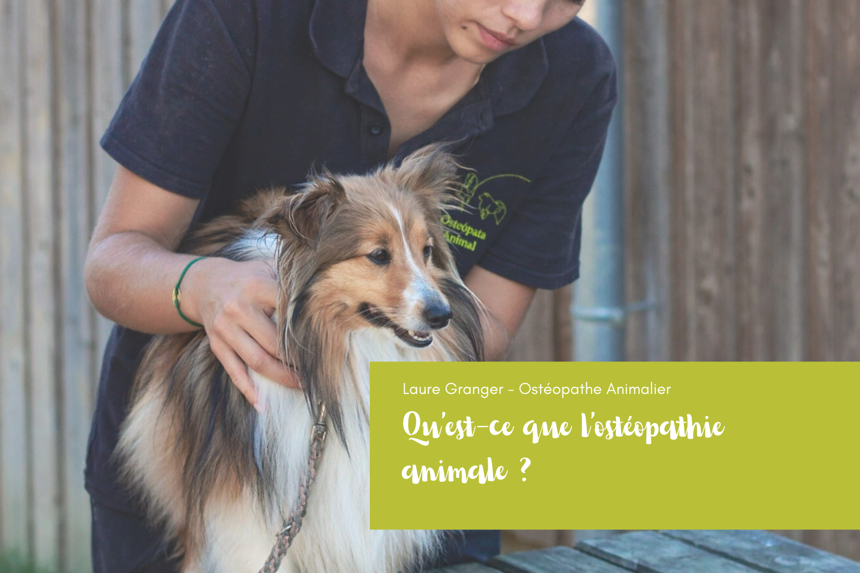 Introduction à l'ostéopathie animale