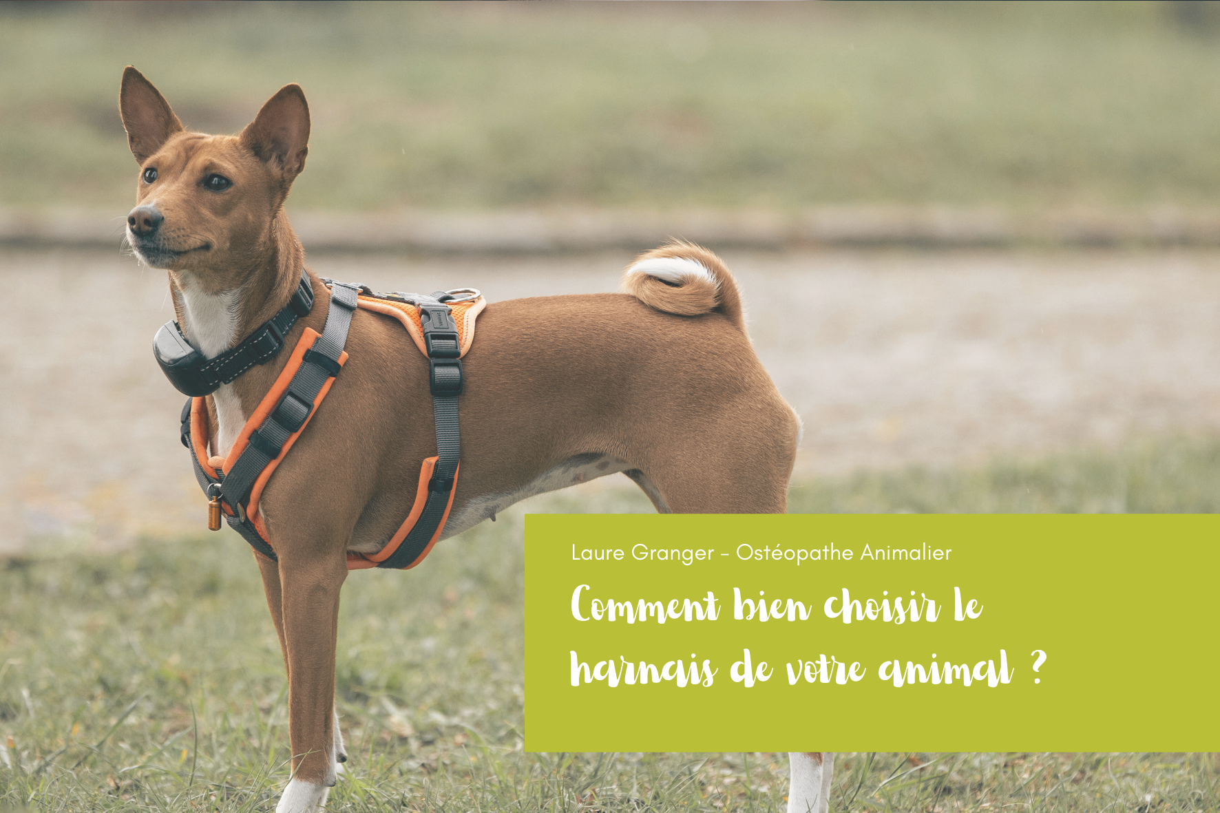 Le rôle de l'ostéopathie après adoption