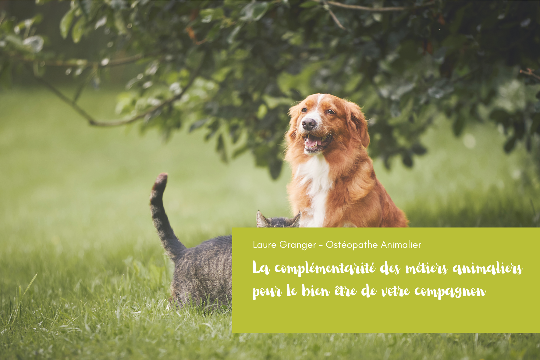 Les métiers autour de l'animal