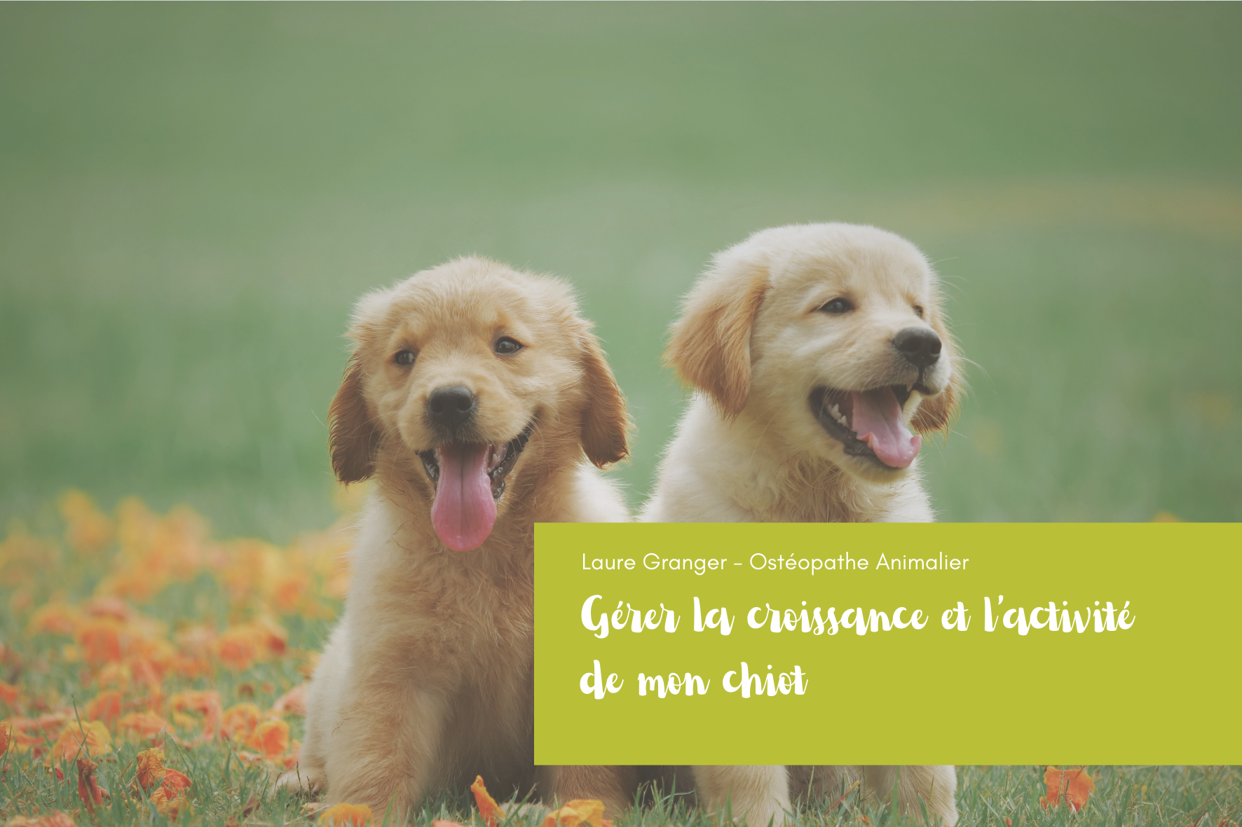 Accompagner la croissance d'un chiot