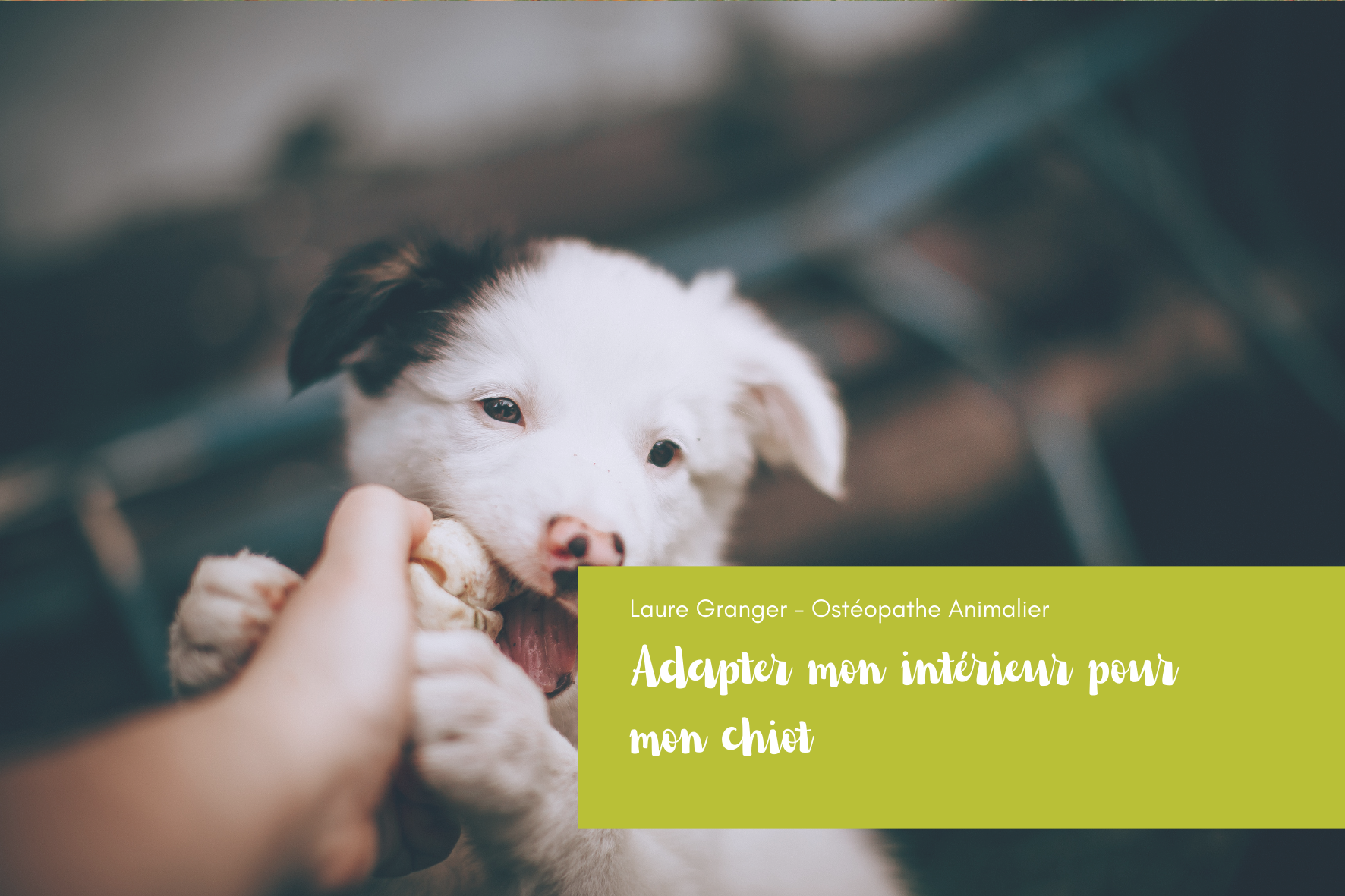 Aménager son intérieur pour un chiot